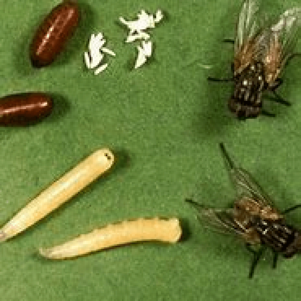 личинка мухи сенотаинии. муха черная львинка. Sarcophaga sp личинка. личинки мокрецов. вольфартова муха жизненный цикл личинки.